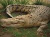 crocodil