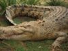 crocodile1.jpg