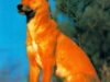 dingo dingo