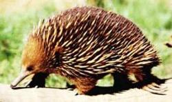 Echidna