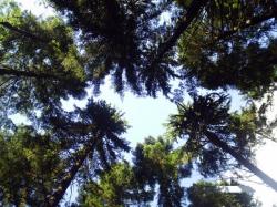 fond forestier
