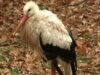 gardina zoologica Targu Mures