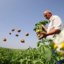 legume ecologice