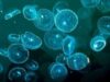 meduze veninoase