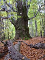 natura 2000
