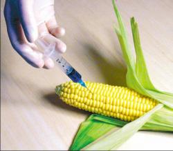 organisme modificate genetic