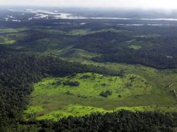 paduri