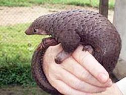 Pangolinul de Copac