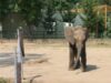 pui de elefant