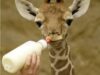 pui girafa