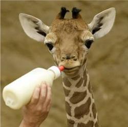 pui girafa