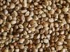 seminte Iernutul luptă în continuare pentru a păstra fondul genetic al legumelor românești
