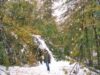 seva copacilor