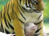 tiger_pig tiger_pig