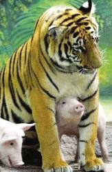 tiger_pig