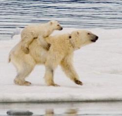 ursulet purtat in spatele mamei
