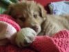 adopta un caine