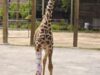 Amali girafa