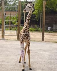 Amali girafa