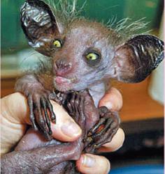 Aye-Aye