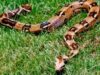boa_constrictor.jpg boa_constrictor.jpg