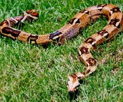 boa_constrictor.jpg