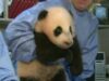 botez pui panda