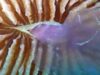 coral mananca o meduza