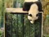 Fu Long
