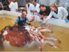 Giant Squid