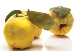 gutui