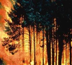 Incendii padure