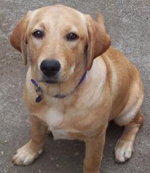 labrador