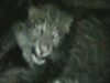 leopard in groapa