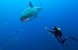 marele alb