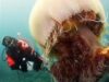 meduze nomura meduze nomura