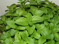menta