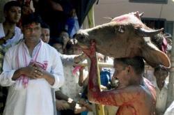 Nepal animale sacrificate