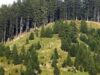 paduri-romania.jpg