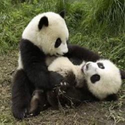 panda