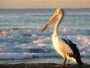 pelicanul Gogu