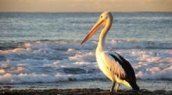 pelicanul Gogu