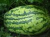 pepene gigantic pepene gigantic