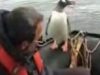 pinguin orci