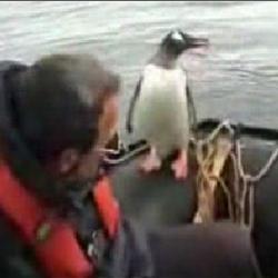 pinguin orci