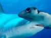rechinul ciocan