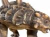 Tatankacephalus cooneyorum Tatankacephalus cooneyorum