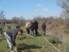 Asociatia Terra Ecologica da startul la plantari pe 22 octombrie, 2011 Asociatia Terra Ecologica da startul la plantari pe 22 octombrie, 2011