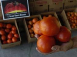 tomate dulci