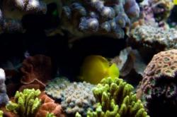 triunghiul coralilor